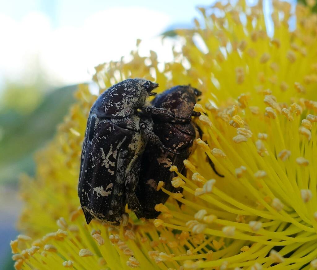 Mottled Flower Scarab (Protaetia fusca), Alice Springs, NT