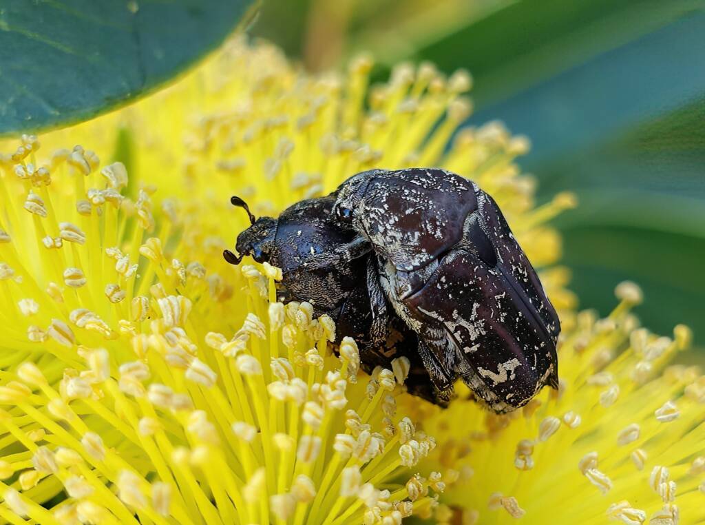 Mottled Flower Scarab (Protaetia fusca), Alice Springs, NT
