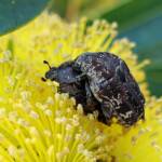 Mottled Flower Scarab (Protaetia fusca), Alice Springs, NT