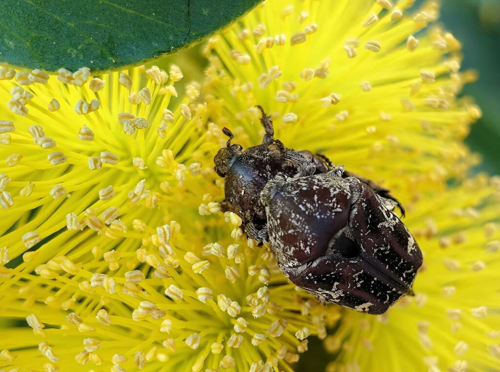 Mottled Flower Scarab (Protaetia fusca), Alice Springs, NT