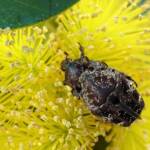 Mottled Flower Scarab (Protaetia fusca), Alice Springs, NT