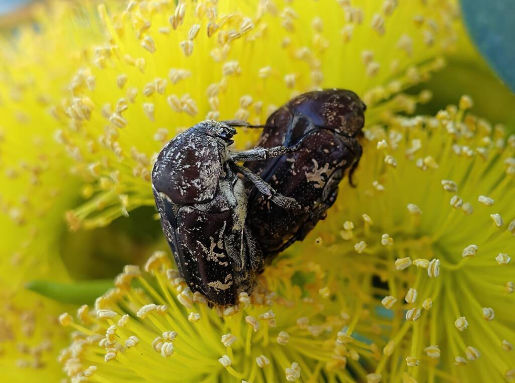 Mottled Flower Scarab (Protaetia fusca), Alice Springs, NT