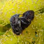 Mottled Flower Scarab (Protaetia fusca), Alice Springs, NT
