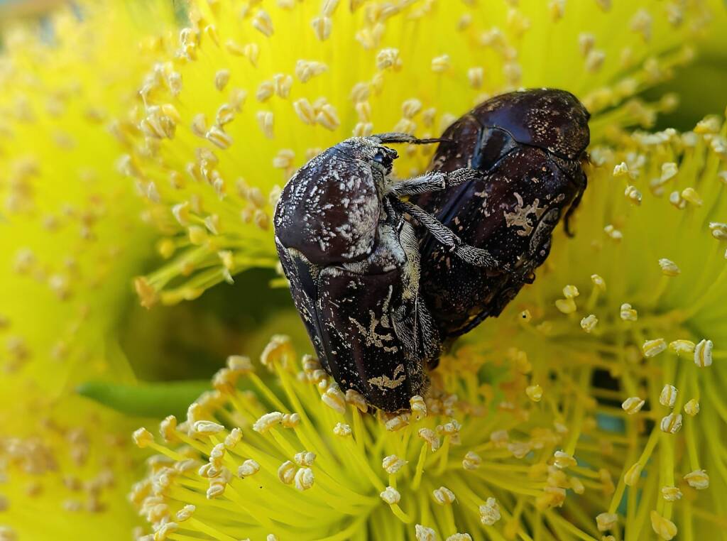 Mottled Flower Scarab (Protaetia fusca), Alice Springs, NT