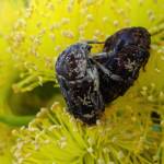 Mottled Flower Scarab (Protaetia fusca), Alice Springs, NT