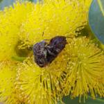 Mottled Flower Scarab (Protaetia fusca), Alice Springs, NT
