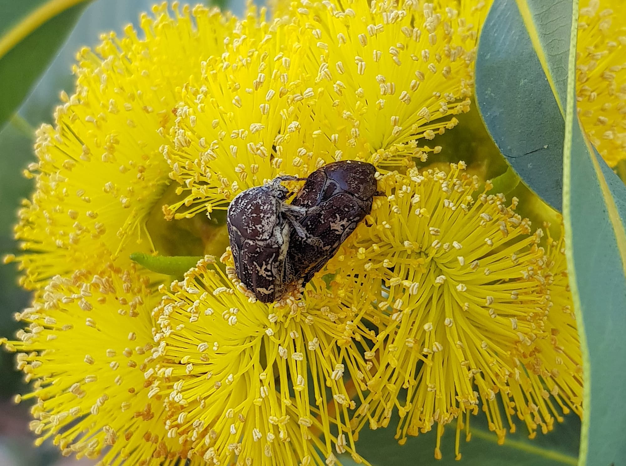 Mottled Flower Scarab (Protaetia fusca), Alice Springs, NT