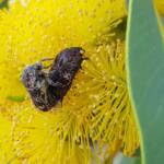 Mottled Flower Scarab (Protaetia fusca), Alice Springs, NT