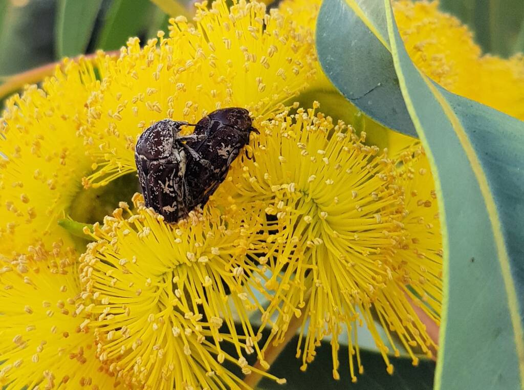 Mottled Flower Scarab (Protaetia fusca), Alice Springs, NT