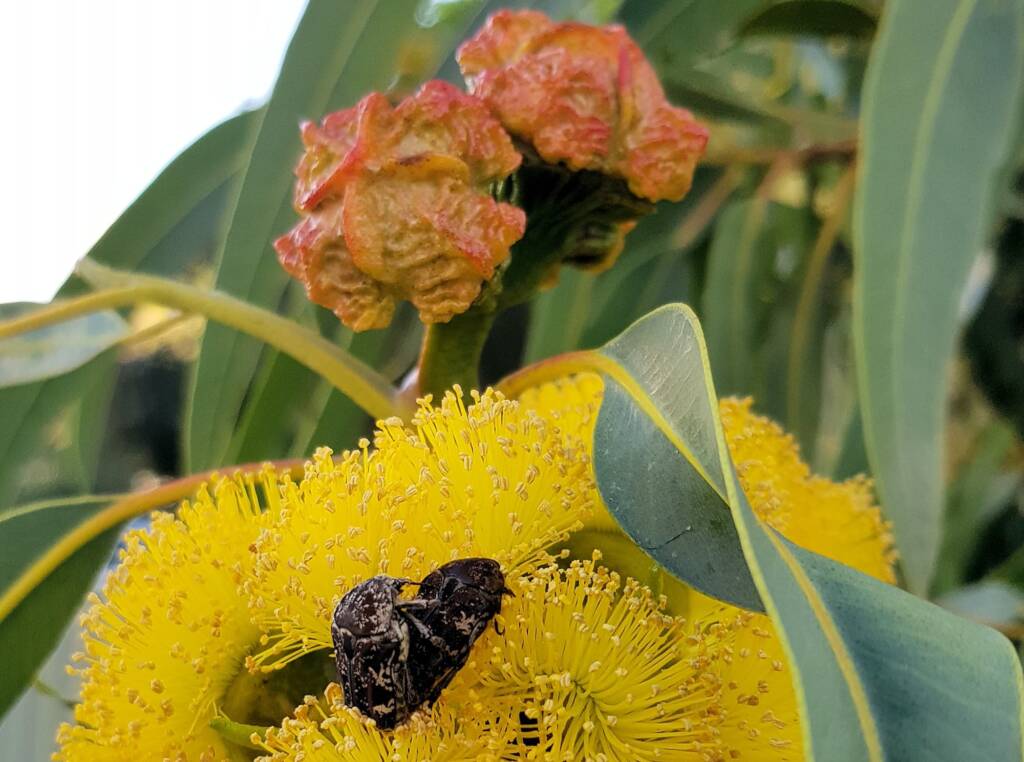 Mottled Flower Scarab (Protaetia fusca), Alice Springs, NT