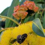 Mottled Flower Scarab (Protaetia fusca), Alice Springs, NT