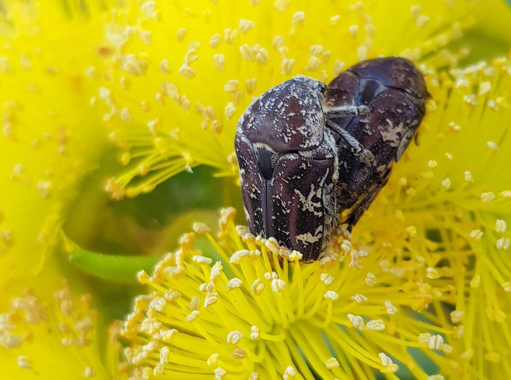 Mottled Flower Scarab (Protaetia fusca), Alice Springs, NT