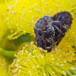 Mottled Flower Scarab (Protaetia fusca), Alice Springs, NT
