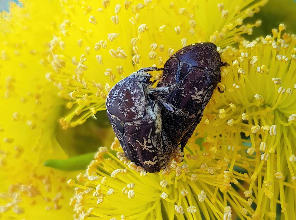 Mottled Flower Scarab (Protaetia fusca), Alice Springs, NT