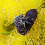 Mottled Flower Scarab (Protaetia fusca), Alice Springs, NT