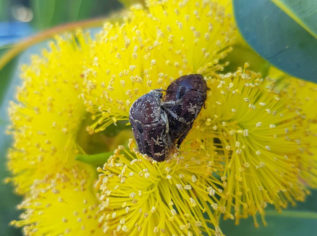 Mottled Flower Scarab (Protaetia fusca), Alice Springs, NT
