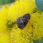 Mottled Flower Scarab (Protaetia fusca), Alice Springs, NT