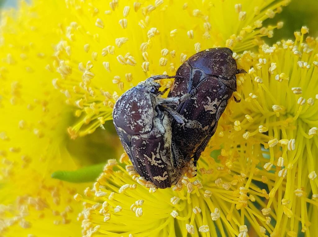 Mottled Flower Scarab (Protaetia fusca), Alice Springs, NT