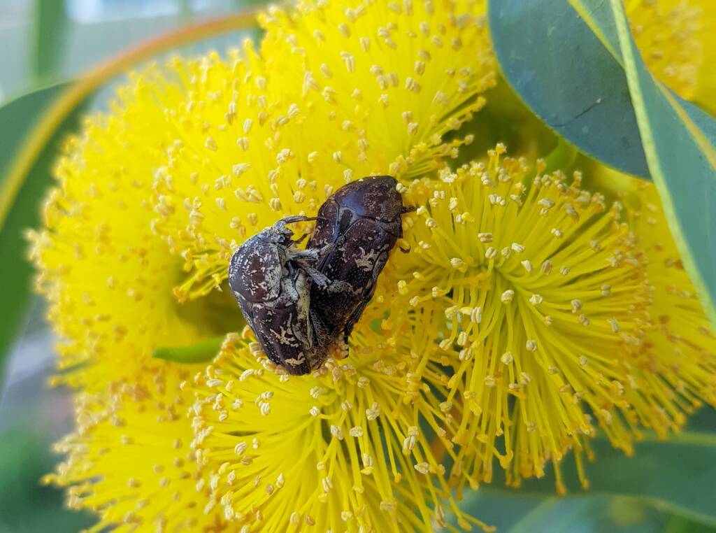 Mottled Flower Scarab (Protaetia fusca), Alice Springs, NT