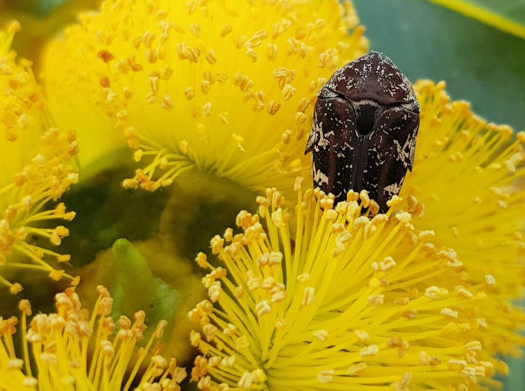 Mottled Flower Scarab (Protaetia fusca), Alice Springs, NT