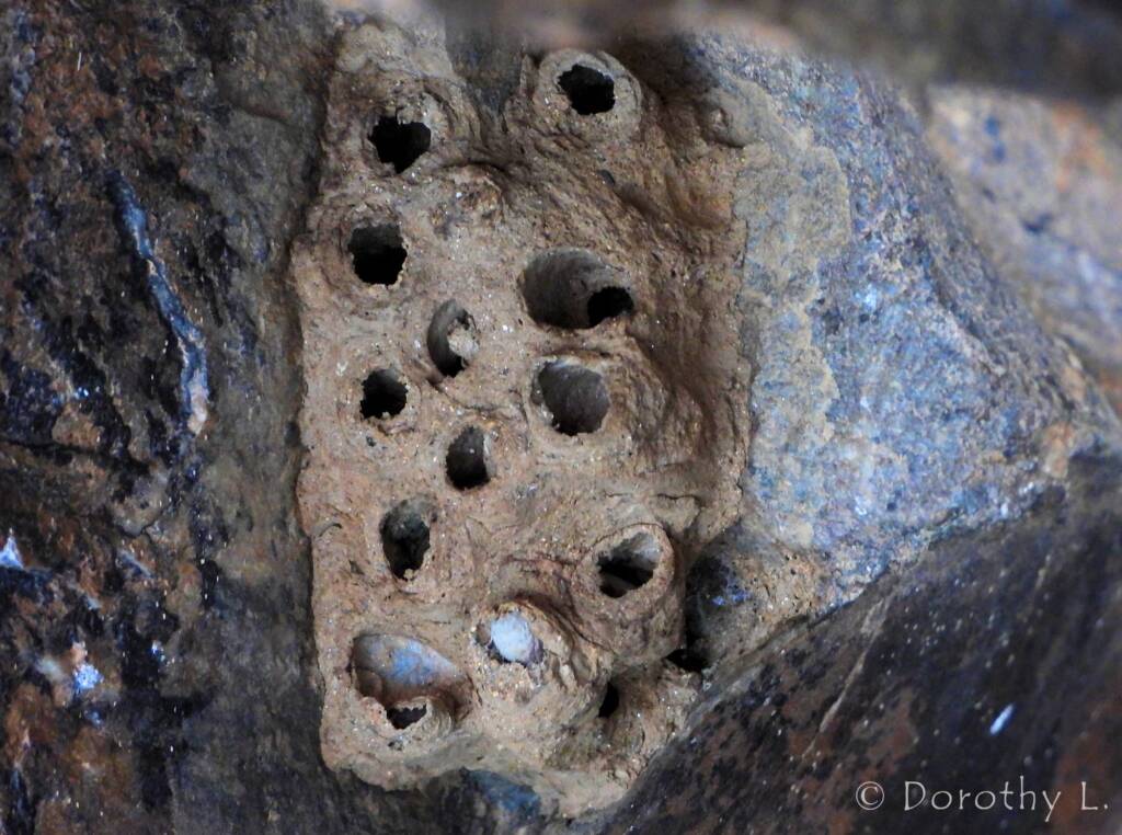 Mud nest at Simpsons Gap, NT