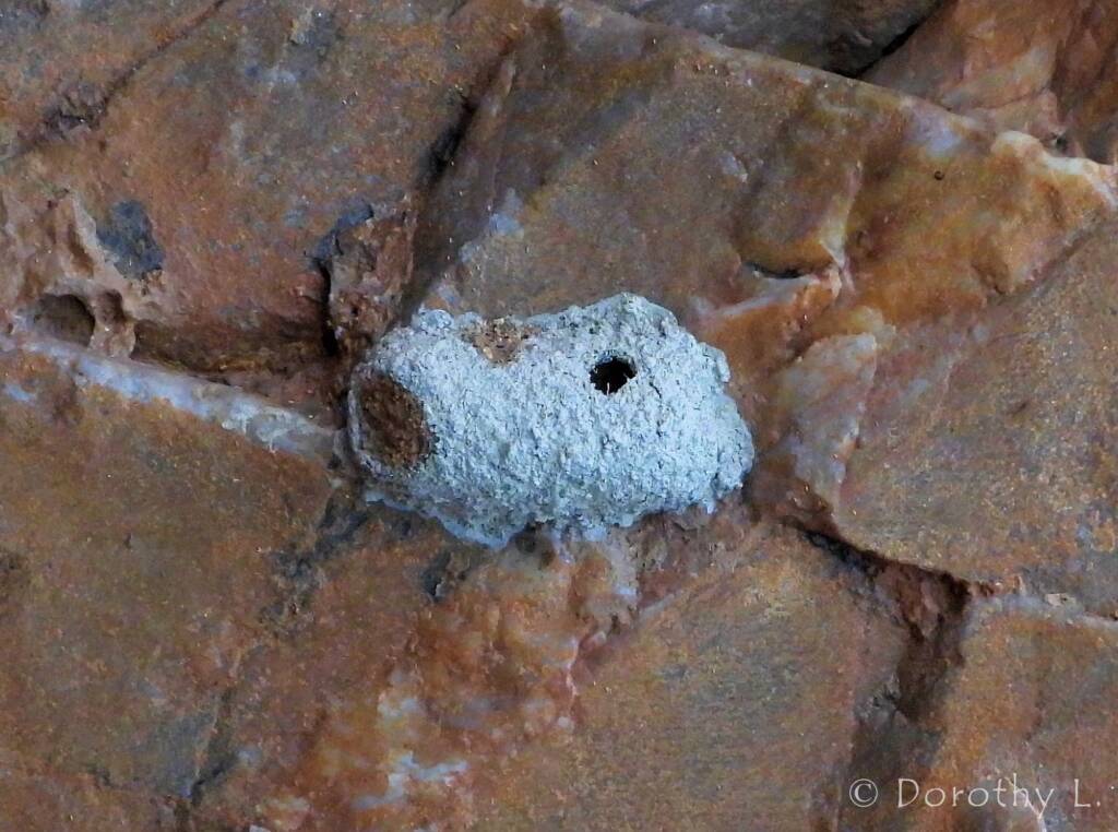 Mud nest at Simpsons Gap, NT