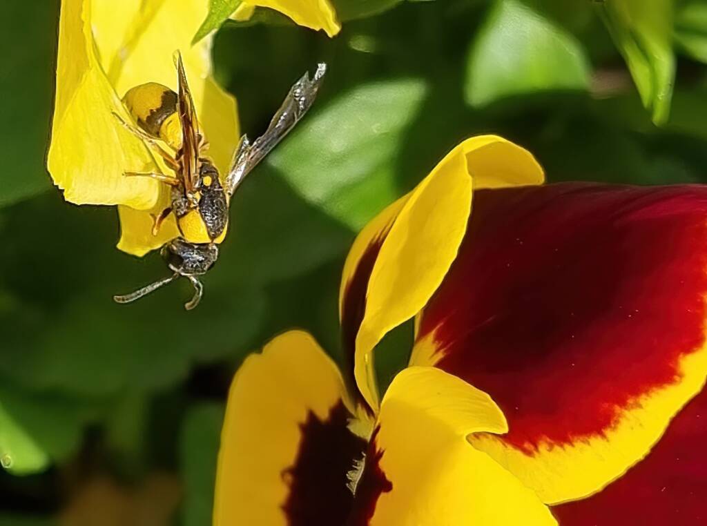 Paralastor sp, Alice Springs NT