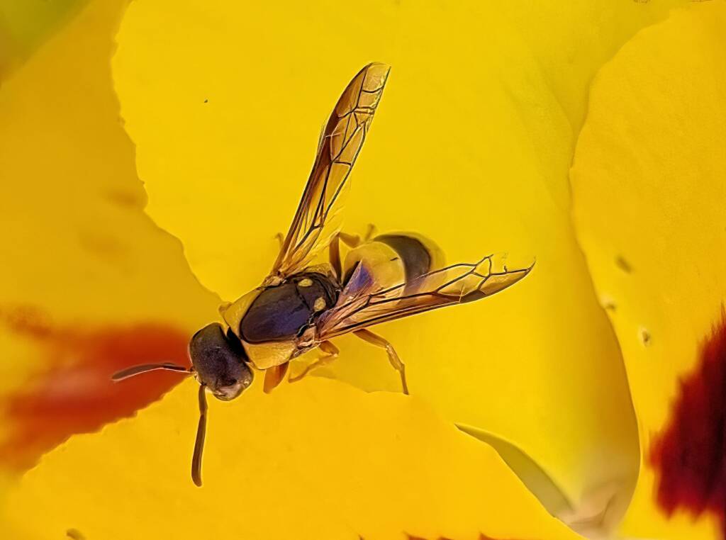 Paralastor sp, Alice Springs NT