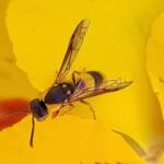 Paralastor sp, Alice Springs NT