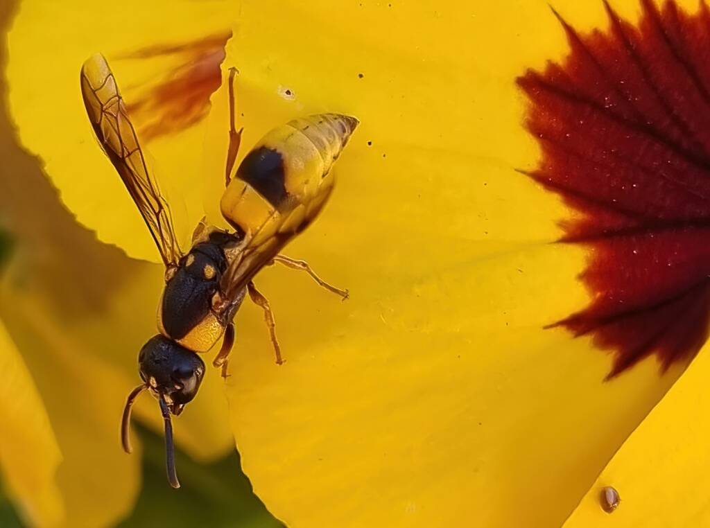 Paralastor sp, Alice Springs NT