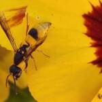 Paralastor sp, Alice Springs NT