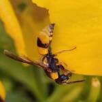Paralastor sp, Alice Springs NT