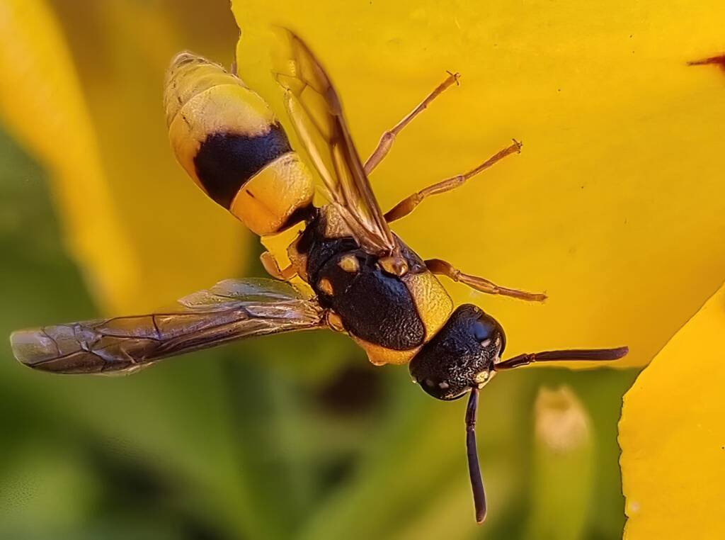 Paralastor sp, Alice Springs NT
