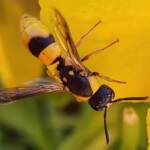 Paralastor sp, Alice Springs NT