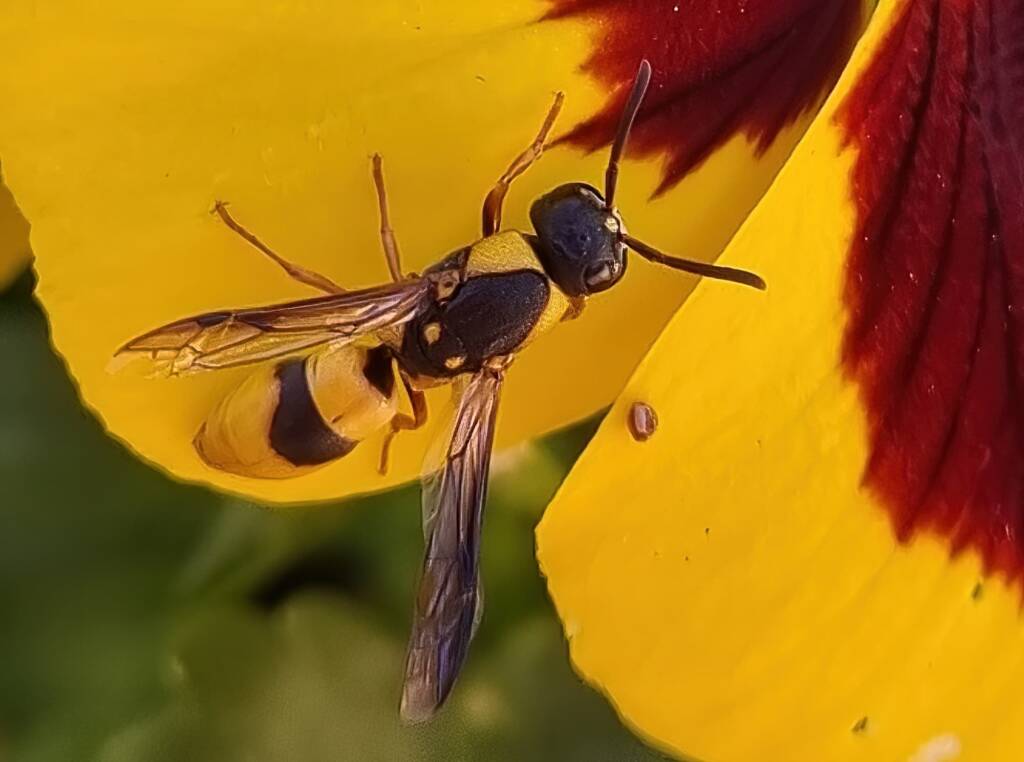 Paralastor sp, Alice Springs NT