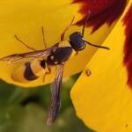 Paralastor sp, Alice Springs NT