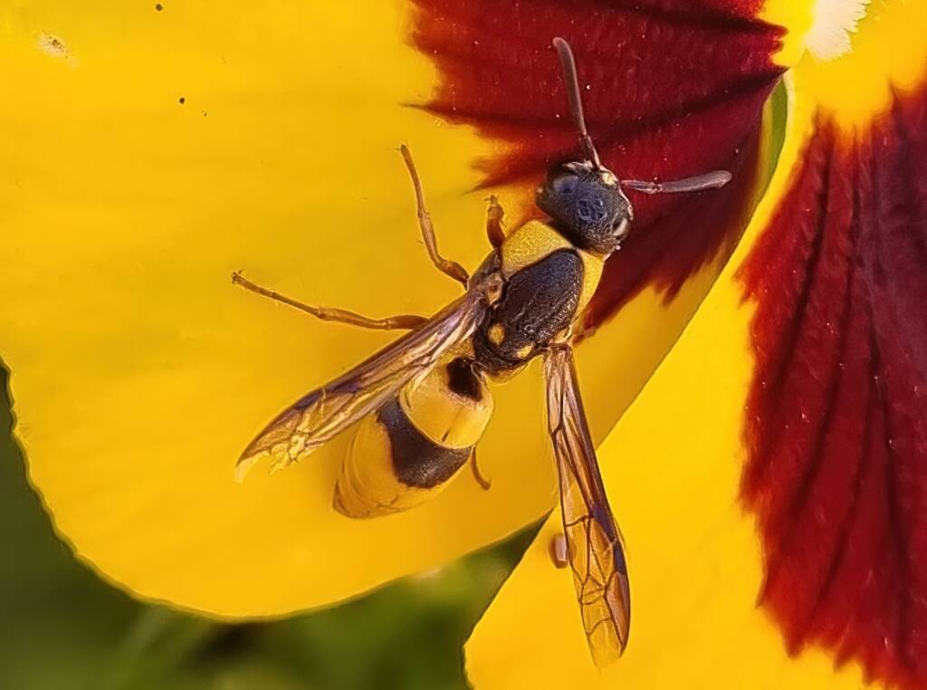Paralastor sp, Alice Springs NT