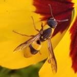 Paralastor sp, Alice Springs NT