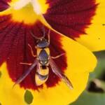Paralastor sp, Alice Springs NT