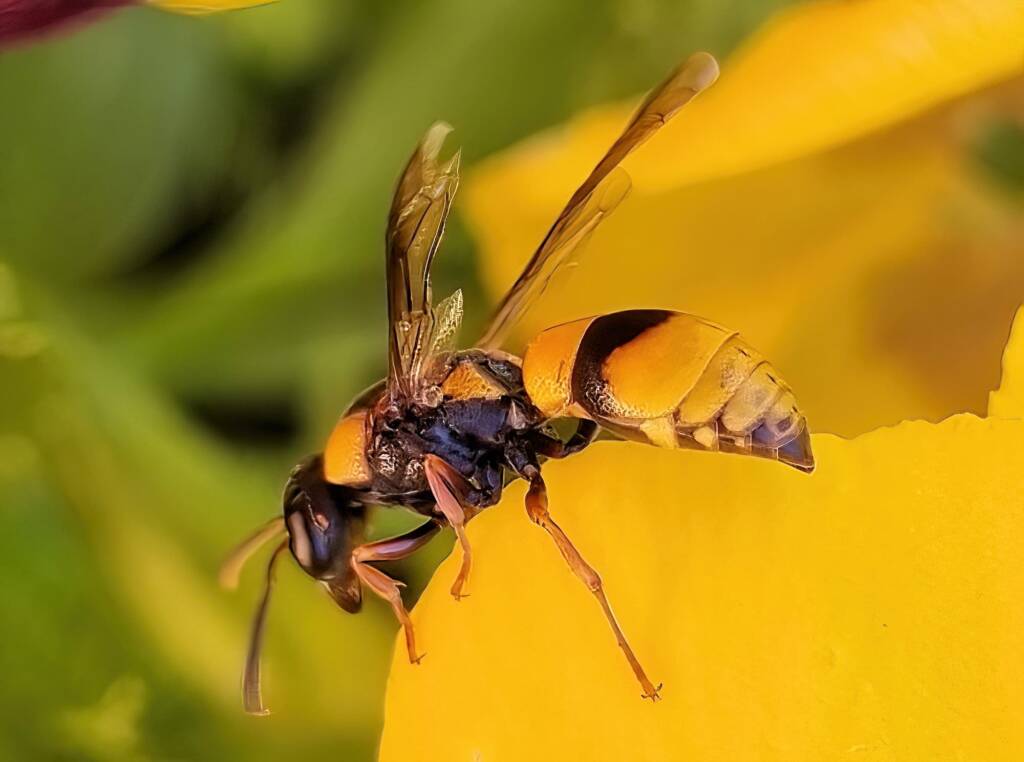 Paralastor sp. - Alice Springs, NT