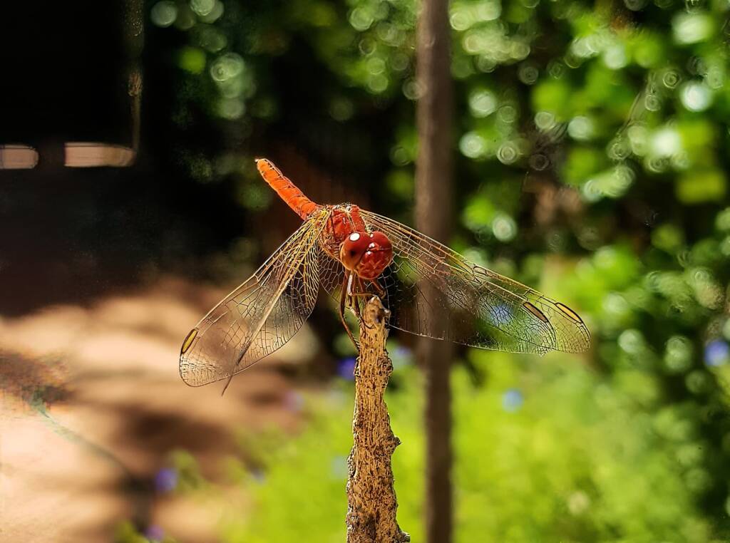 Scarlet Percher (Diplacodes haematodes), Alice Springs, NT