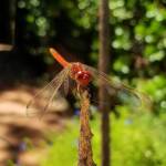 Scarlet Percher (Diplacodes haematodes), Alice Springs, NT