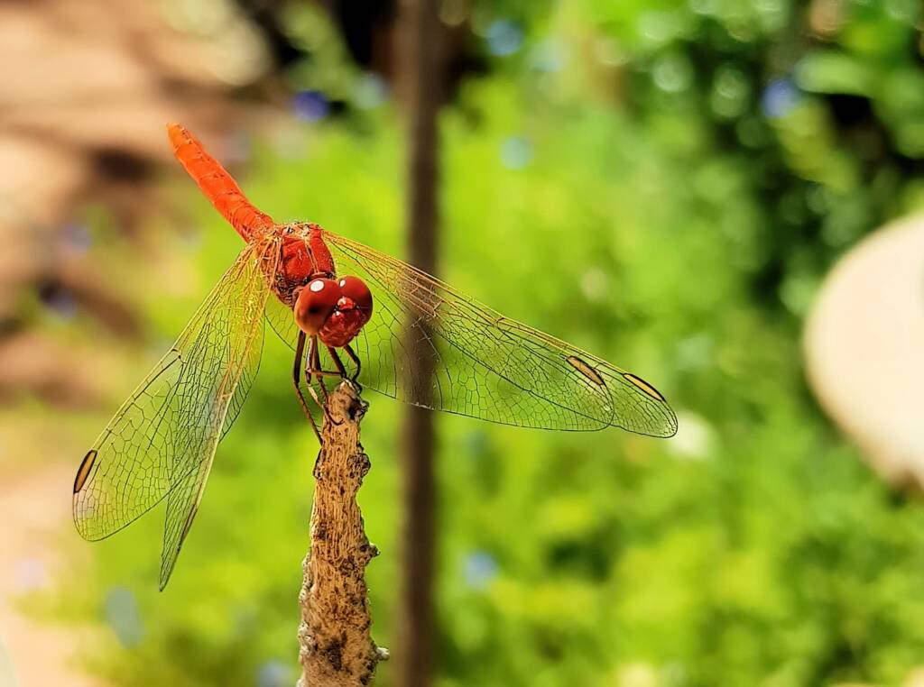 Scarlet Percher (Diplacodes haematodes), Alice Springs, NT