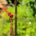 Scarlet Percher (Diplacodes haematodes), Alice Springs, NT