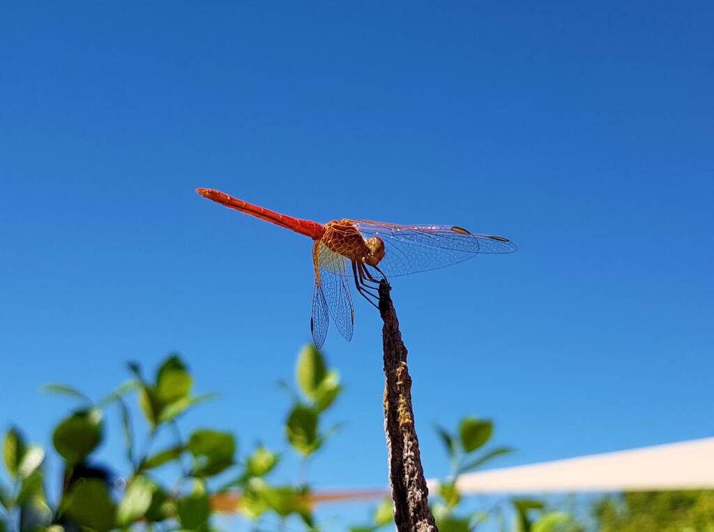 Scarlet Percher (Diplacodes haematodes), Alice Springs, NT