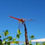Scarlet Percher (Diplacodes haematodes), Alice Springs, NT