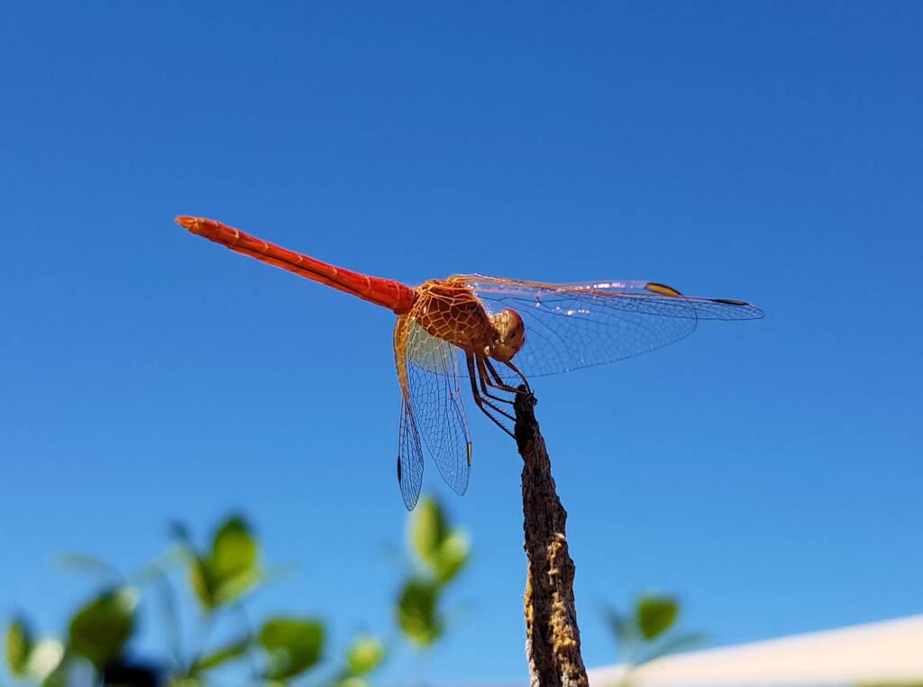 Scarlet Percher (Diplacodes haematodes), Alice Springs, NT