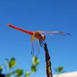 Scarlet Percher (Diplacodes haematodes), Alice Springs, NT