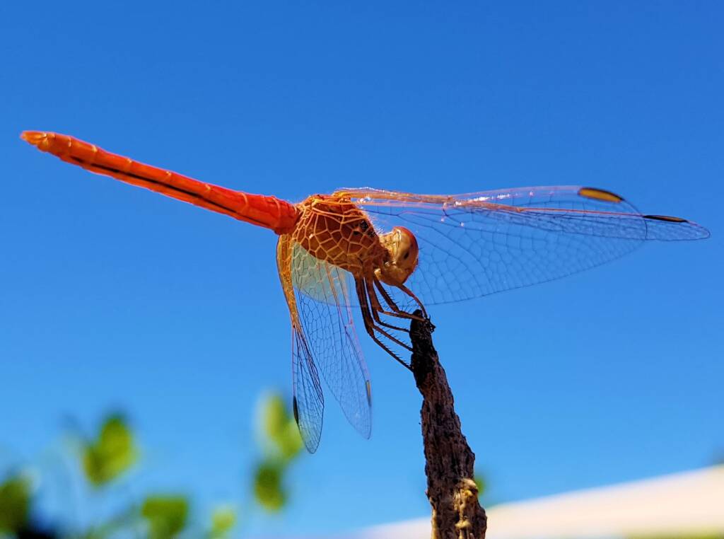 Scarlet Percher (Diplacodes haematodes), Alice Springs, NT