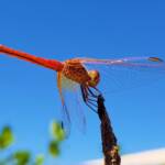 Scarlet Percher (Diplacodes haematodes), Alice Springs, NT